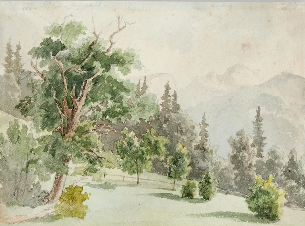 Veduta di pineta